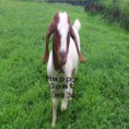 A Happy Goat $ 5.00 plus $ 3.00 shipping & handling